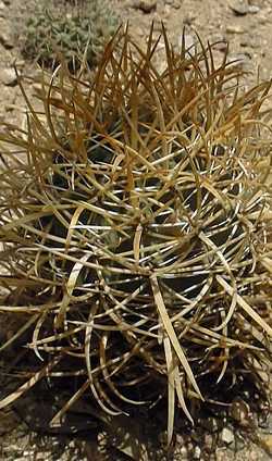 (Ferocactus chrysacanthus)