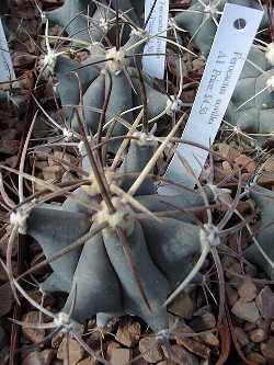Coville's Barrel Cactus, Emory Barrel, Bisnaga(Ferocactus emoryi ssp. emoryi )