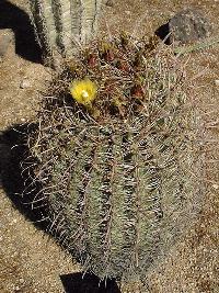 Compass Barrel Cactus