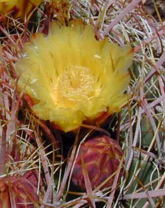 Compass Barrel Cactus(Ferocactus cylindraceus)