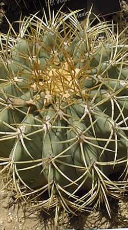 (Ferocactus diguetii)