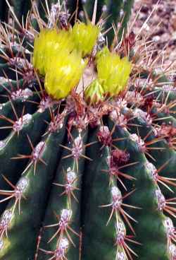 (Ferocactus echidne)