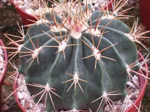 (Ferocactus echidne)