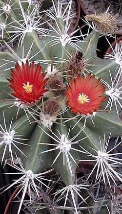 (Ferocactus flavovirens)