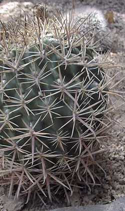 (Ferocactus fordii)