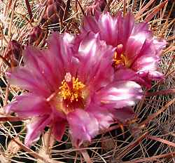 (Ferocactus fordii)