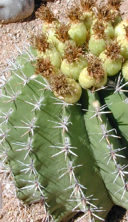 (Ferocactus gracilis ssp. gatesii )