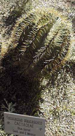 (Ferocactus glaucescens)