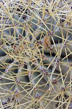 (Ferocactus glaucescens)