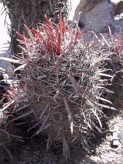 (Ferocactus gracilis)