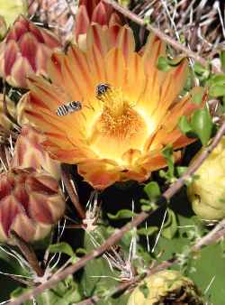 (Ferocactus herrerae)