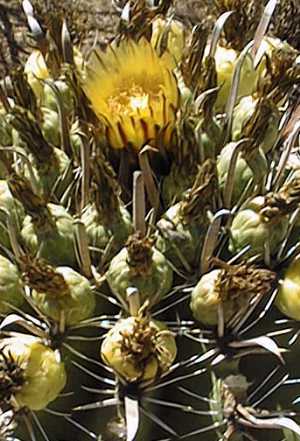 (Ferocactus herrerae)