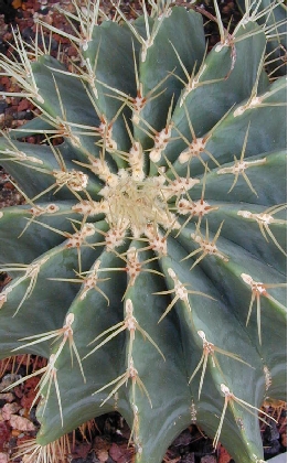 Electrode Cactus(Ferocactus histrix)