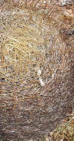 California Barrel Cactus(Ferocactus cylindraceus ssp. lecontei )