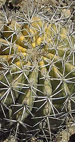 (Ferocactus lindsayi)