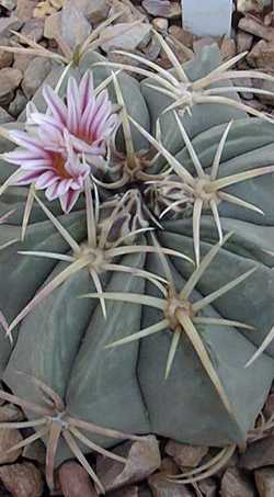 Biznaga de Dulce(Ferocactus macrodiscus ssp. macrodiscus )