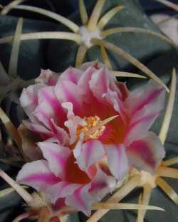 Biznaga de Dulce(Ferocactus macrodiscus ssp. macrodiscus )