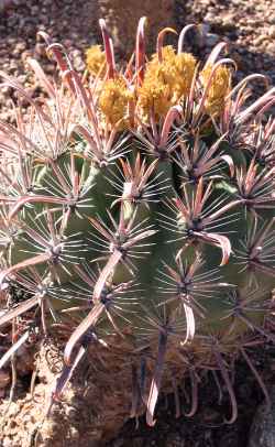 (Ferocactus peninsulae)