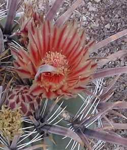 (Ferocactus peninsulae)