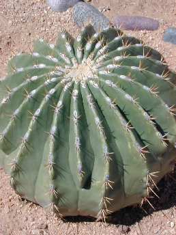 (Ferocactus pottsi)