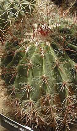 Mexican Fire Barrel Cactus(Ferocactus pilosus var. pringlei )