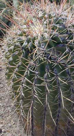 (Ferocactus emoryi ssp. rectispinus )