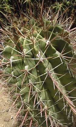 (Ferocactus latispinus ssp. spiralis )