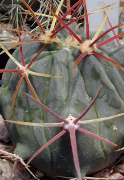 (Ferocactus latispinus ssp. spiralis )