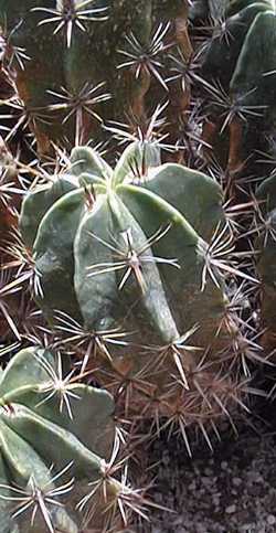 (Ferocactus robustus)