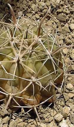 (Ferocactus santa-maria)