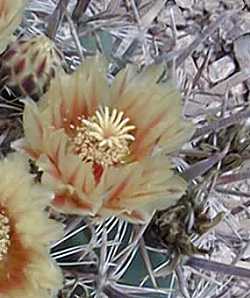 (Ferocactus santa-maria)