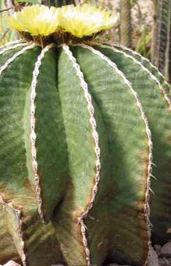 (Ferocactus schwarzii)