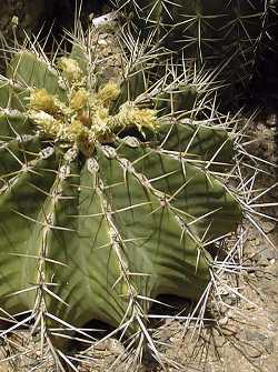 (Ferocactus schwarzii)