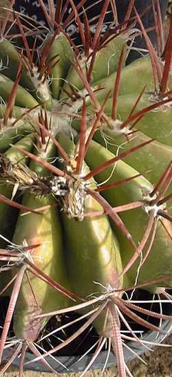Mexican Fire Barrel Cactus(Ferocactus pilosus var. pilosus )