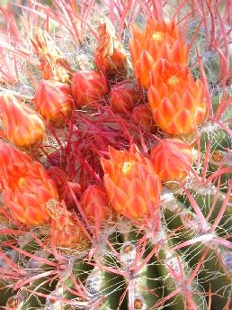 Mexican Fire Barrel Cactus(Ferocactus pilosus var. pilosus )