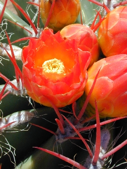 Mexican Fire Barrel Cactus(Ferocactus pilosus var. pilosus )