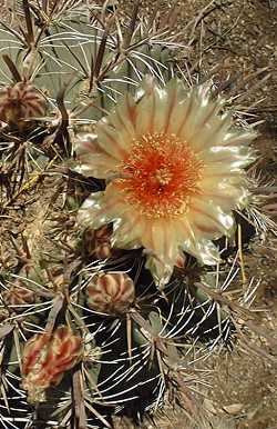 (Ferocactus townsendianus)