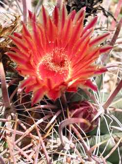 (Ferocactus townsendianus)