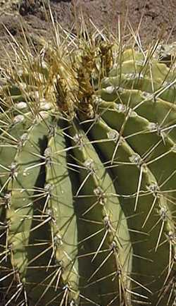 (Ferocactus echidne var. victoriensis )