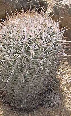 Fishhook Barrel Cactus