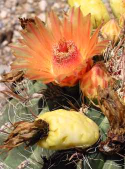 Fishhook Barrel Cactus(Ferocactus wislizeni)