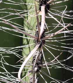 Fishhook Barrel Cactus(Ferocactus wislizeni)