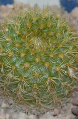 (Frailea pygmaea var. aurea )