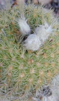 (Frailea curvispina)