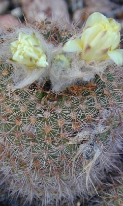 (Frailea pumila)