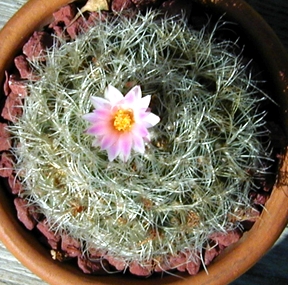 (Turbinicarpus saueri ssp. knuthianus )