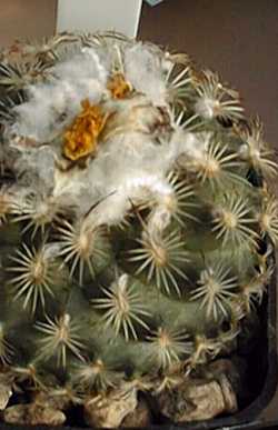 (Turbinicarpus saueri ssp. ysabelae )