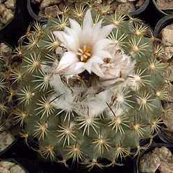 (Turbinicarpus saueri ssp. ysabelae )