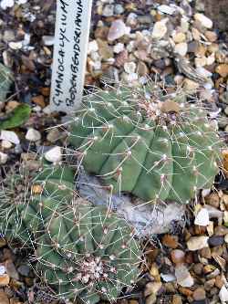 (Gymnocalycium bodenbenderianum)