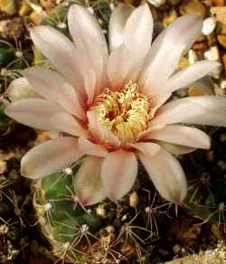 (Gymnocalycium calochlorum)